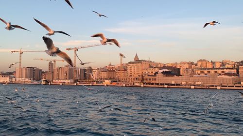 Seagulls flying over sea in city