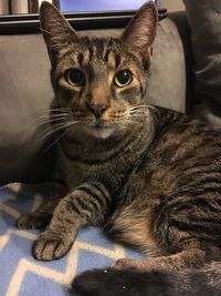 Close-up portrait of cat sitting