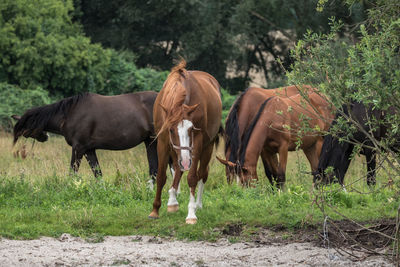 Horses standing on field against trees