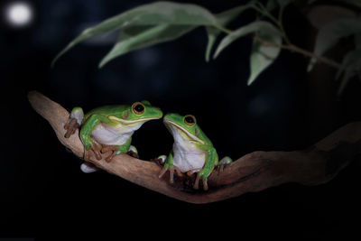 Close-up of chameleon on branch at night