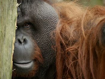 Portrait of horse in zoo