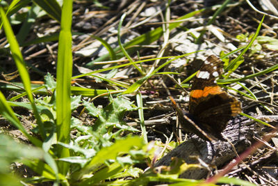 Close-up of butterfly on field
