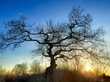 Bare trees on field against clear sky