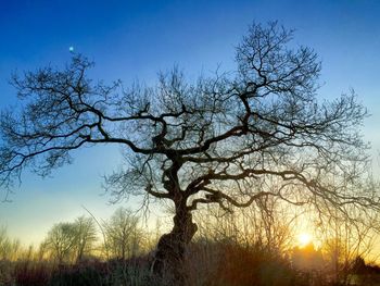 Bare trees on field against sky