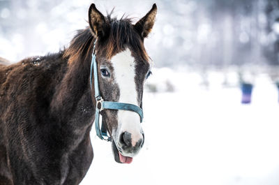 Close-up of a horse