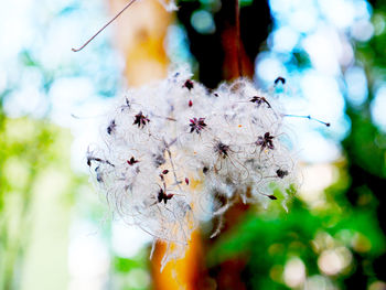 Close-up of flowers on branch