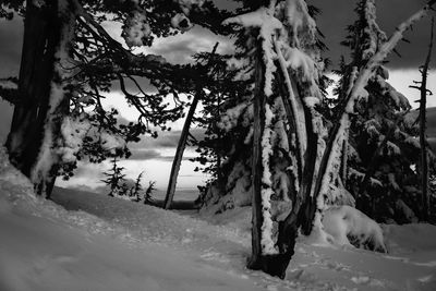 Trees on snow covered landscape