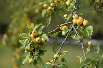 Close-up of berries growing on tree