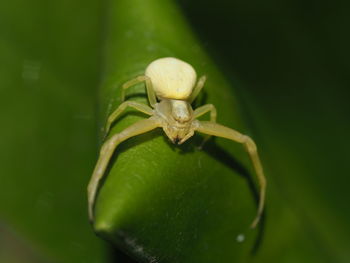 Close-up of insect on leaf