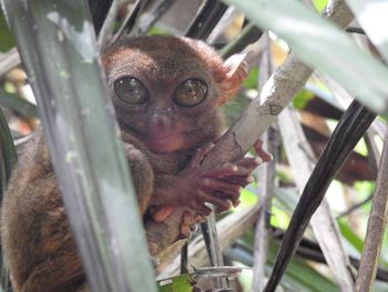 Wide-eyed tarsier