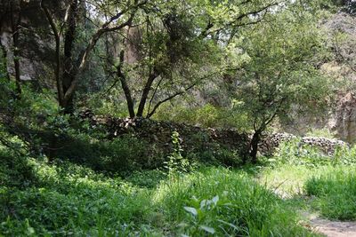 Trees in forest