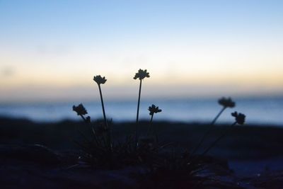 Close-up of silhouette plants against sky during sunset