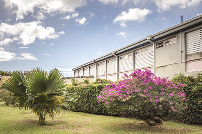 Backyard with shrub, blooming tree and palm tree on a sunny day. exterior of a building