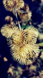 Close-up of dandelion