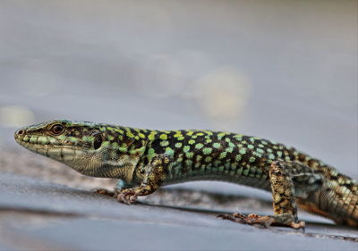 Close-up of reptile