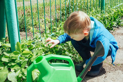Child explores strawberry flowers. harvest care. gardening with children