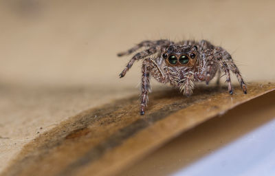 Close-up of spider