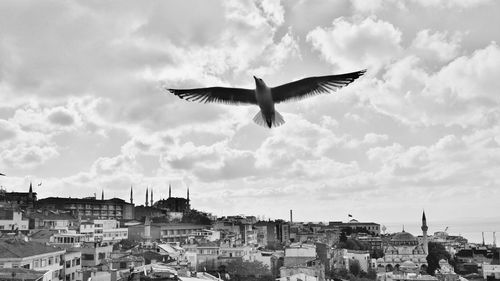 Bird flying over city against sky
