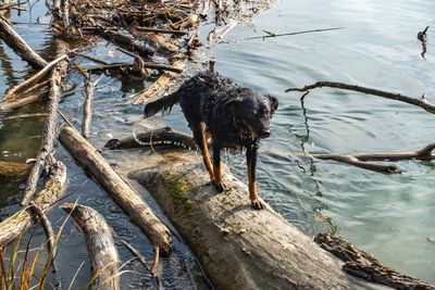 High angle view of dog in lake