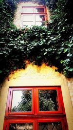 Low angle view of ivy growing on building