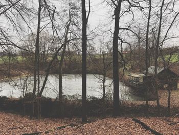 Bare trees by lake in forest