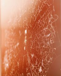 Close-up of spider on web