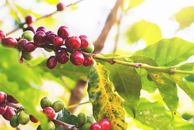 Close-up of red berries growing on tree