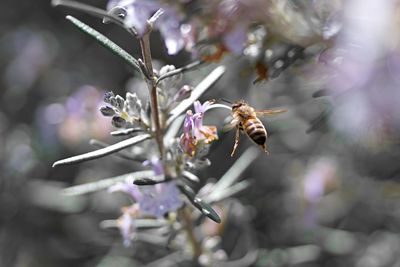 Close-up of honey bee on purple flowering plant