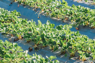 High angle view of a bird flying over plants