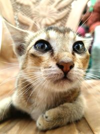 Close-up of cat looking away