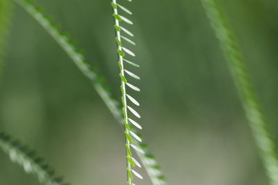 Close-up of fern leaf