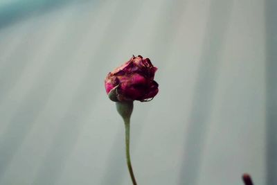 Close-up of pink rose