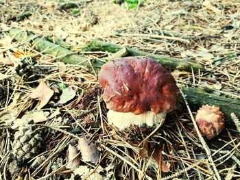 Close-up of mushroom growing on field