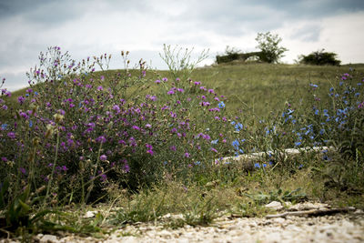 Close-up of purple flowers growing in field