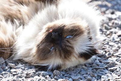 Close-up portrait of a cat