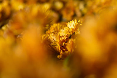 Background of yellow-orange chrysanthemums closeup in bright sunlight. autumn flowers in the garden