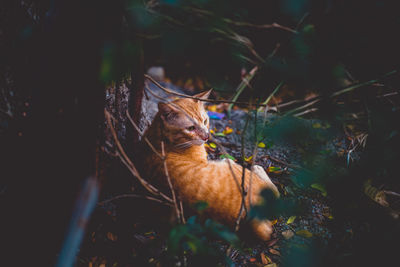 Cat relaxing on a field