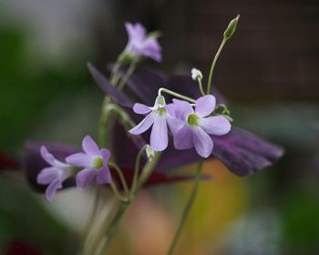 Close-up of purple flowering plant