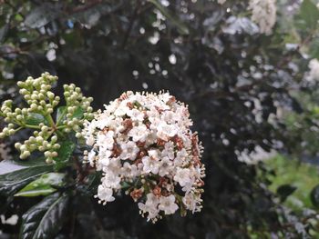 Close-up of white flowering plant