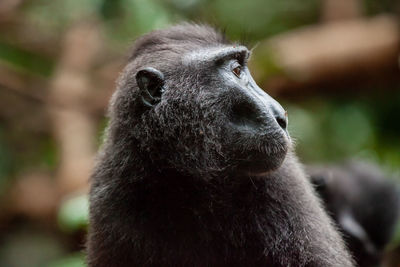 Close-up of a monkey looking away