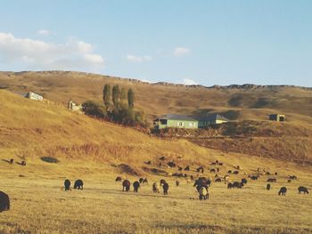 Sheep grazing on field against sky