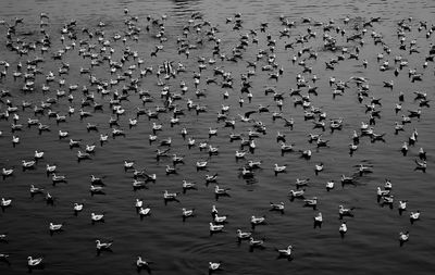 High angle view of seagulls flying over sea