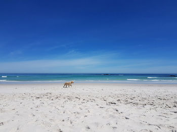 Dog on beach against blue sky