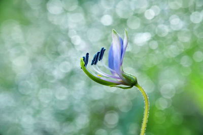 Close-up of purple flower