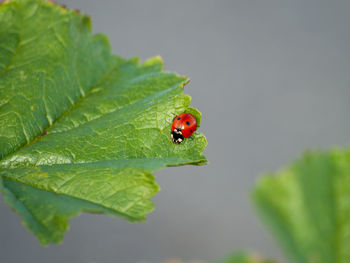 Close-up of ladybug on leaf