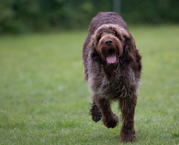 Portrait of dog on field