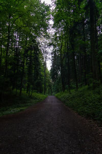 Road amidst trees in forest