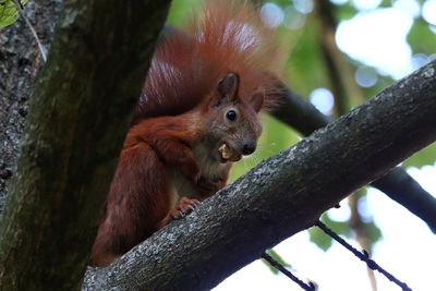 Close-up of squirrel