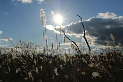 Close-up of plants growing on field against sky