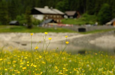 Close-up of yellow flowers growing in field